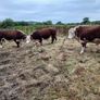Breeding Hereford bulls for sale fit for service Image 2