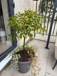 Bay tree in large grey pot