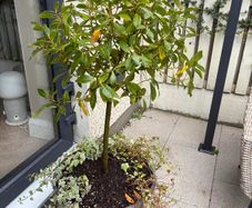 Bay tree in large grey pot