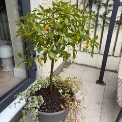 Bay tree in large grey pot