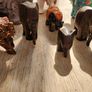 Elephants  2 Image 5