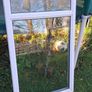 Window Image 2