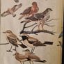 Birds Of Britain And Europe. The Hamlyn Guide. By Bertel Bruun. Illustrated By Arthur Singer. 516 Birds In Colour & 448 Maps. Paperback In FAIR CONDITION. 32.. Image 6