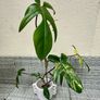 Rare Houseplant Philodendron Florida Beauty Image 6