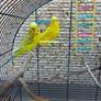 budgies Image 6
