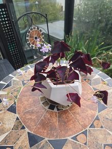 Oxalis triangularis - indoor plant- house plant
