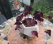 Oxalis triangularis - indoor plant- house plant