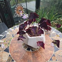 Oxalis triangularis - indoor plant- house plant