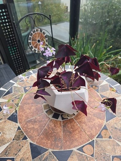 Oxalis triangularis - indoor plant- house plant