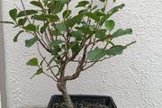 Native Irish Hazel Bonsai