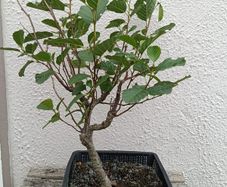 Native Irish Hazel Bonsai
