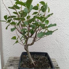Native Irish Hazel Bonsai