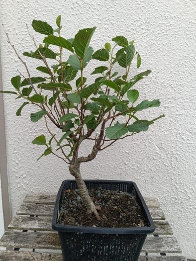 Native Irish Hazel Bonsai