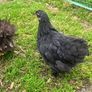 Olive Egger Rooster & Black Pekins Image 4