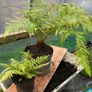 Dicksonia antartica Image 2