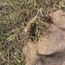 4 vintage hessian jute sacks Image 5