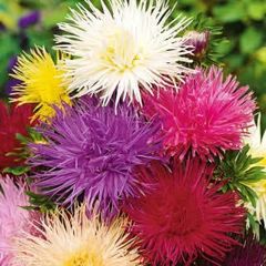 (A) Aster Needle Mixed seeds 0.5g (414215)