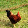 roosters Image 2