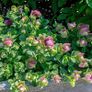 (O) Oregano Hybrid Kirigami seeds (10s) (415557) Image 2