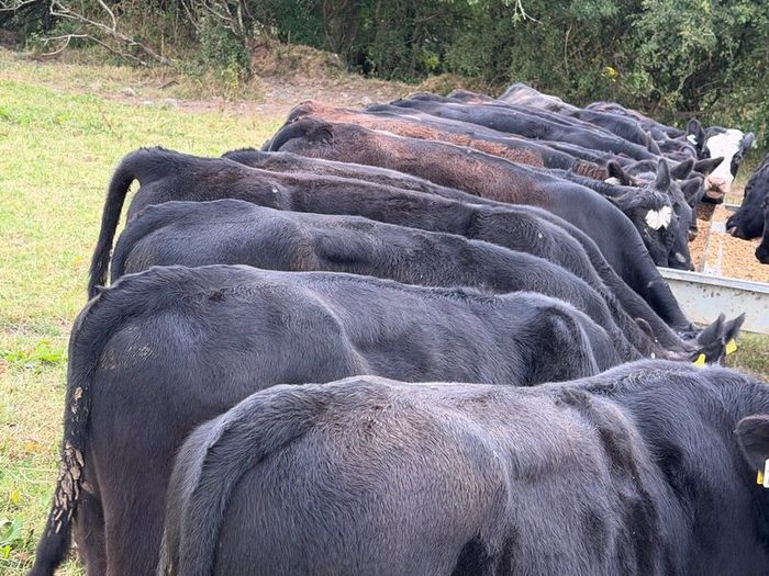 20 Aberdeen Angus Bull Weanlings