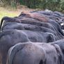 20 Aberdeen Angus Bull Weanlings Image 8