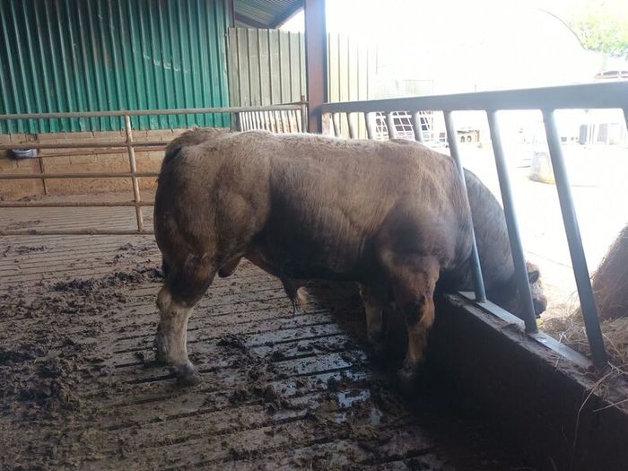 Aubrac bull