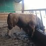 Aubrac bull Image 5