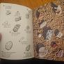 The Pebel On The Beach. Clarence Ellis. 1974 Paperback In Good Condition. See Photos For Same Image 10