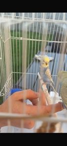 Pair of Rainbow Budgies