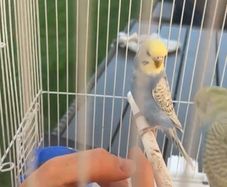 Pair of Rainbow Budgies