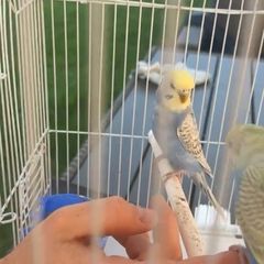 Pair of Rainbow Budgies