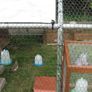 6x3m Hen run Free cover, galvanised heavy duty bars 32mm Image 9