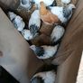 Pullets Image 6