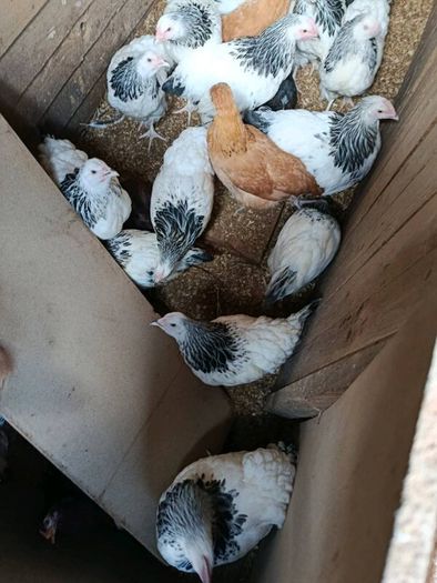 Pullets