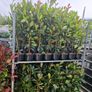 red robin hedging Image 4