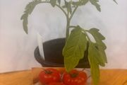 Tomato Plants