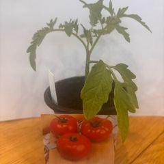 Tomato Plants
