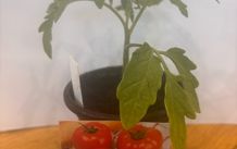 Tomato Plants