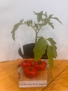 Tomato Plants