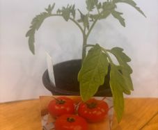 Tomato Plants