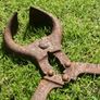 Vintage Bull Castration Pliers Image 5