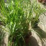 Pampas grass, Pony tails. Image 7