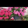 garden plants Image 8