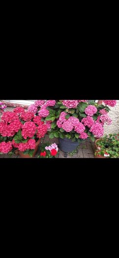garden plants