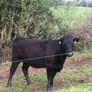Pedigree Dexter Heifer Image 3