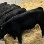 25 Top Quality Angus Bulls Image 4