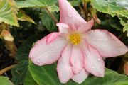 Begonia Grandiflora White Red Pink