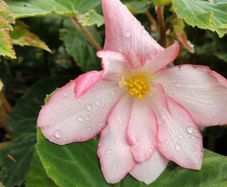 Begonia Grandiflora White Red Pink
