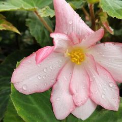 Begonia Grandiflora White Red Pink
