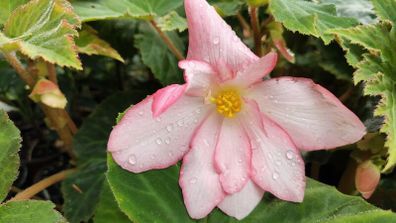 Begonia Grandiflora White Red Pink